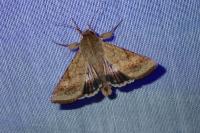 Helicoverpa armigera