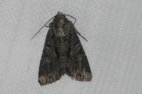 Dryobotodes tenebrosa