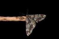 Biston strataria