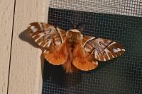 Endromis versicolora