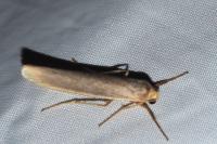 Eilema caniola
