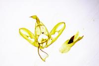 Eilema caniola