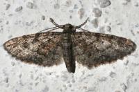 Eupithecia cocciferata