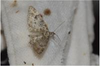 Gymnoscelis rufifasciata