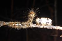 Lasiocampa quercus quercus