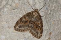 Trichopteryx polycommata