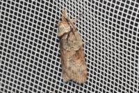 Nycteola revayana