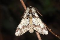 Biston strataria