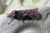 Nycteola revayana