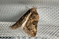 Nycteola revayana