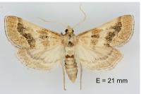 Metasia suppandalis
