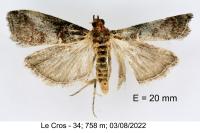 Acrobasis advenella