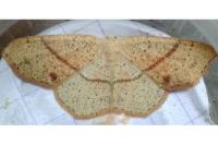 Cyclophora punctaria