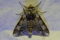 Biston strataria