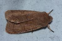 Orthosia cerasi