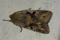 Orthosia gothica