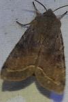 Orthosia incerta