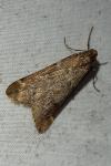 Alsophila aescularia