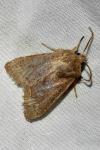 Orthosia cerasi