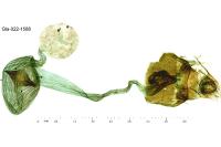 Loxostege sticticalis