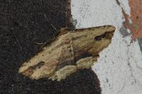Menophra abruptaria