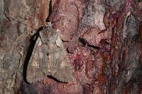 Lithophane furcifera