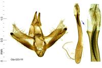 Hyperlais siccalis