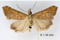Hyperlais siccalis