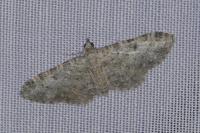 Eupithecia icterata