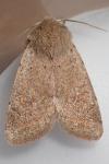 Orthosia cruda