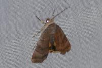 Noctua janthe/janthina