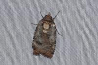 Epilecta linogrisea
