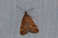 Pyrausta despicata