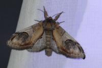 Notodonta ziczac
