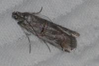 Pempelia palumbella