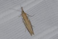 Agriphila tristella