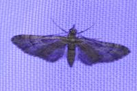 Gymnoscelis rufifasciata