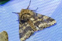 Lycia hirtaria
