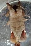 Clostera curtula