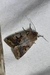 Orthosia gothica