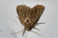 Conistra vaccinii/ligula