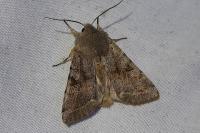 Orthosia incerta