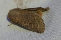 Orthosia cerasi