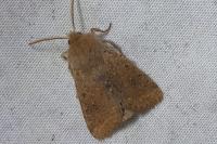Orthosia cruda