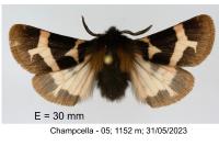 Watsonarctia deserta