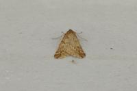 Alsophila aescularia