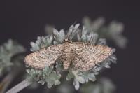 Eupithecia pernotata