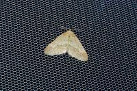 Phigaliohybernia marginaria