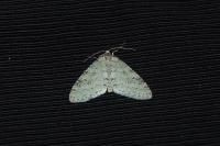 Trichopteryx carpinata