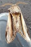 Pheosia tremula